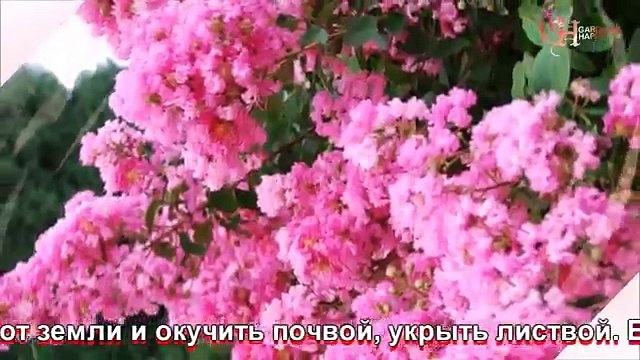 Лагерстремия выращивание размножение