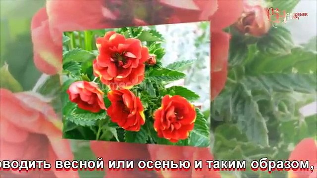 Лапчатка выращивание из семян