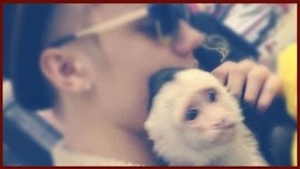 JUSTIN BIEBER GETTING ANOTHER MONKEY?
