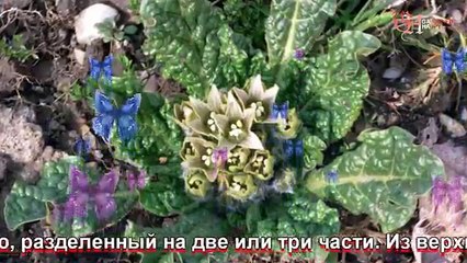 Мандрагора выращивание