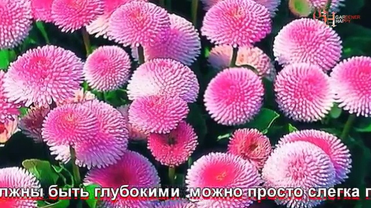 Маргаритки посадка и уход в открытом грунте