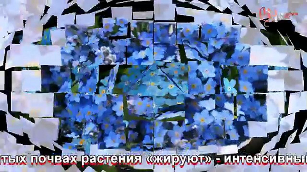 Незабудка голубая посадка и уход