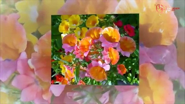 Немезия выращивание из семян