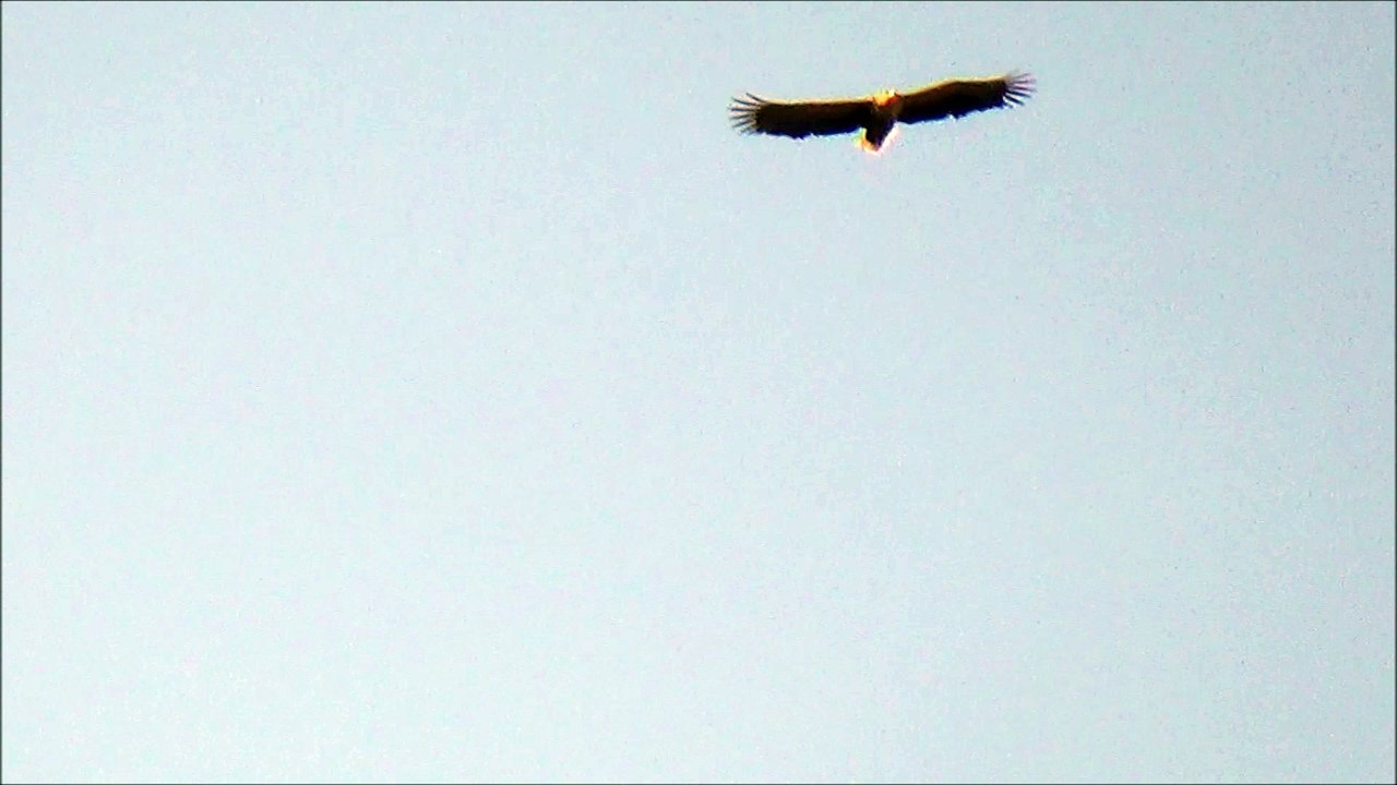 eagle 9 march 2016