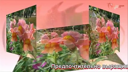 Львиный зев посадка