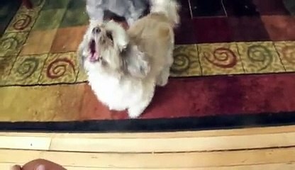 Le pire cri de chien au monde : flippant