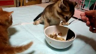 長足マンチカンお食事動画2