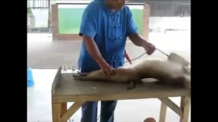 Exercise is Very Necessary For Animals Too