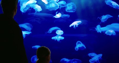 Le journal d'un vieil homme : bande-annonce officielle