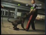 Überfall in einer Tiefgaragem Fritzi Schutzdienst (Presa Canario, Dogo, Schutzhund)