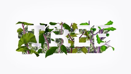 Découvrez l'urne funéraire qui fera de vous un arbre après votre mort