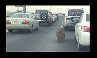 Qatar : Un tigre en liberté dans les rues de Doha