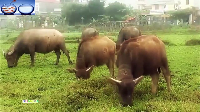 Nhạc thiếu nhi - Nhạc thiếu nhi vui nhộn hay nhất - Con Trâu - Bé Xuân Mai
