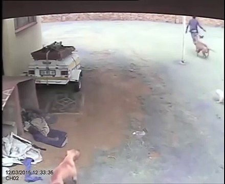 LiveLeak - Dog Attacks Intruder - Burglar