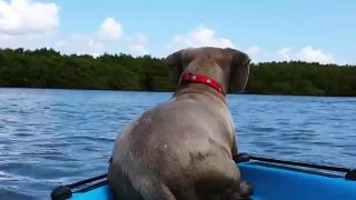 Dog Jumps Off Boat to Chase Dolphin