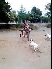 Dog Is Always Loyal For Human Beings But Sometimes