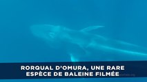 Rorqual d’Omura, une rare espèce de baleine filmée
