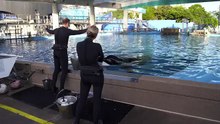 Caring for Tilikum The Killer Whale - SeaWorld®