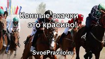 Скачки на лошадях
