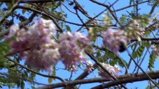 3 Minutes of Purple Sunbird