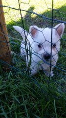 Westie nés le 15 Aout 2015