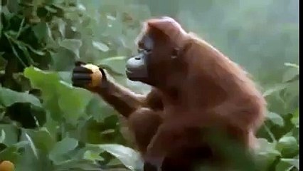 Jeta e Majmunave shume interesante - Hahahahah me lot me lot!