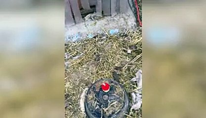 Adorable Pot Belly Pig Birthday Party