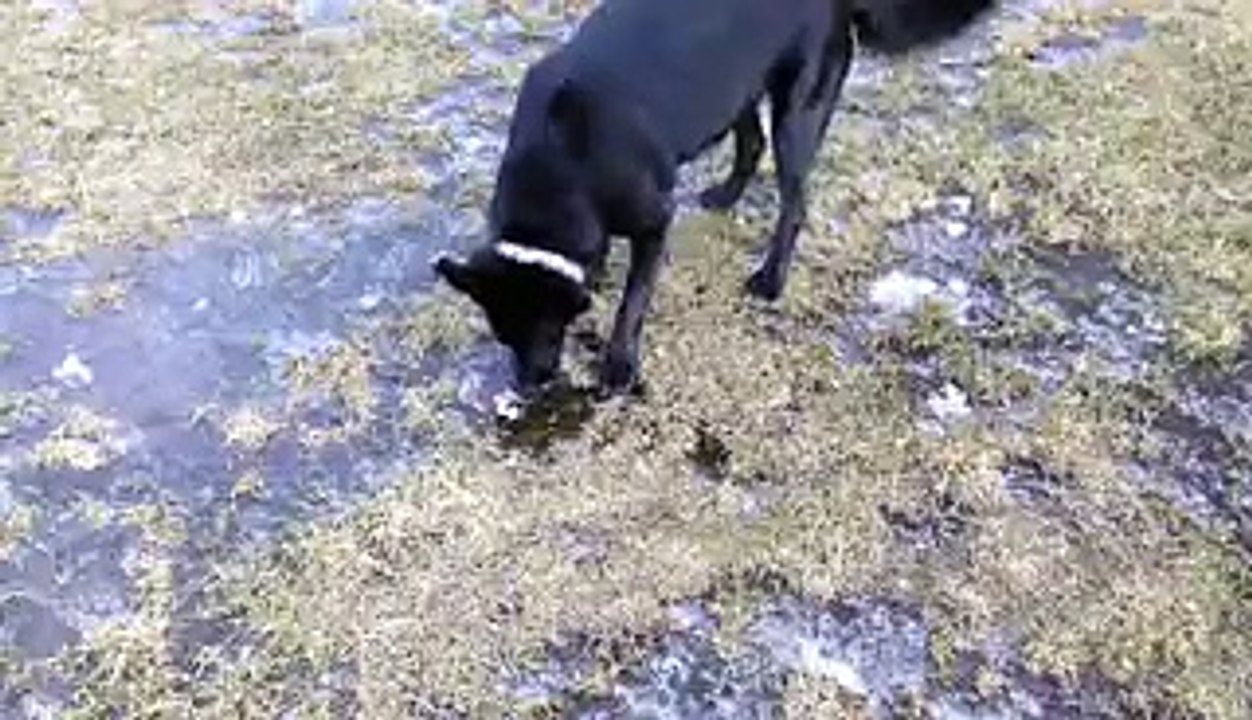 Dog Experiences Ice For The First Time