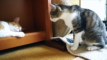 Cat can't wait for his friend to wake up