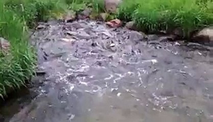 Dog Makes Unlikely Friendship With A School Of Fish