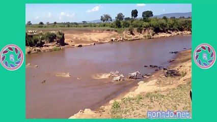 Animals Attack - Lion Vs Crocodile Real Fight  - crocodile attac