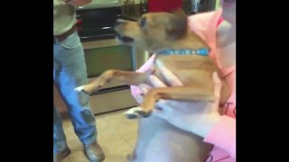 Dog Freaks Out Over Taxidermy Deer