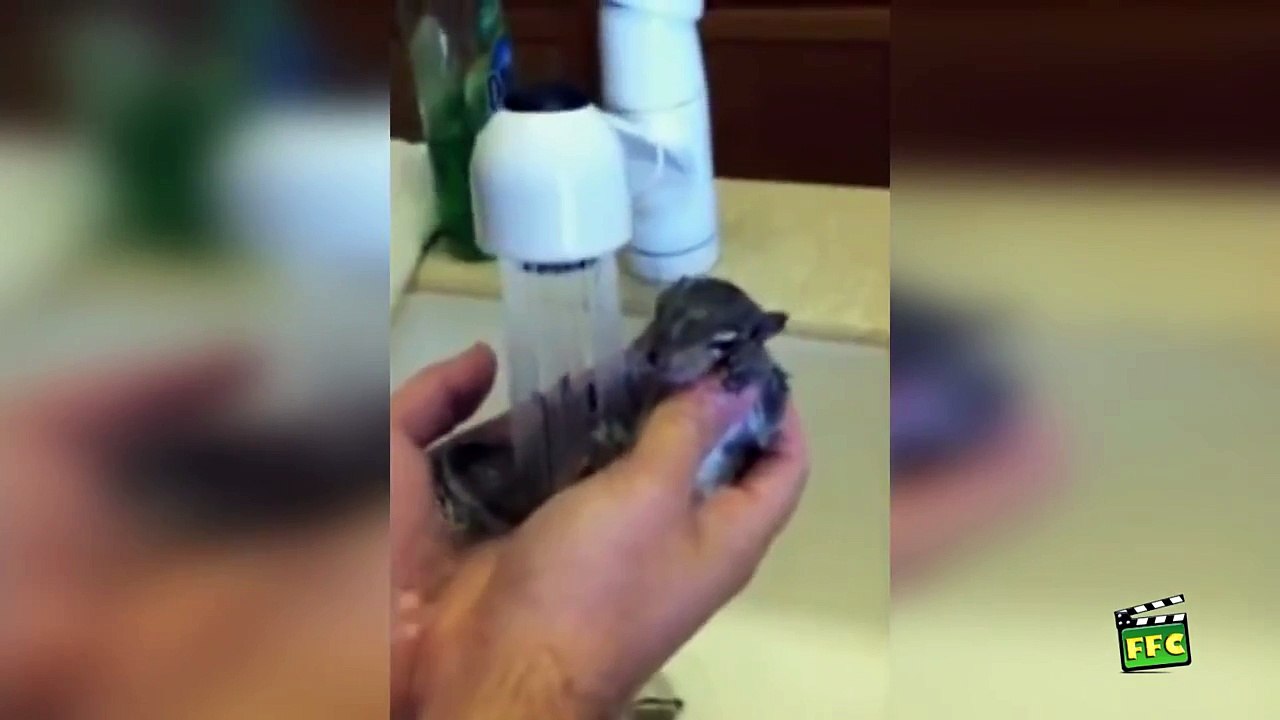 Animals Love Bath Time