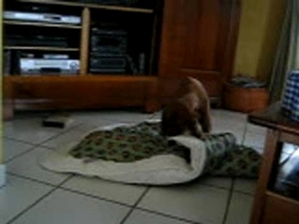 Bambou