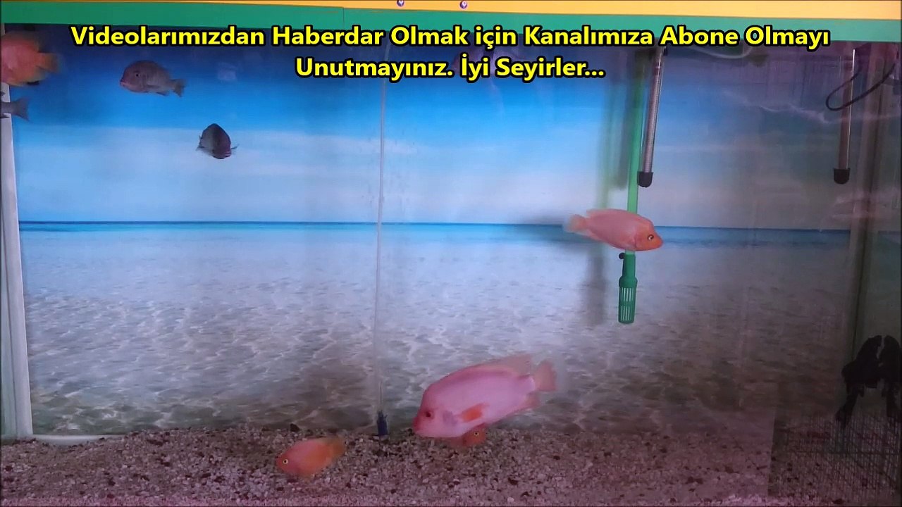 Midas ve Yunus Akvaryumu