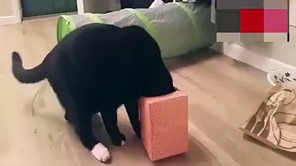Cat gets head stuck in tissue box