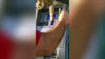 Cat guards ATM-Funny Video