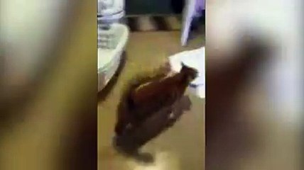 Cat hides when owner sings