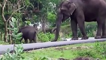 Elephant Vs Lions Attack  - Elephant herd attacks motorbike - At