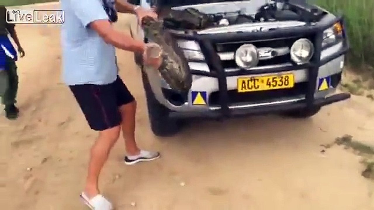 LiveLeak.com - African Rock Python finds an inconvenient place to chill out