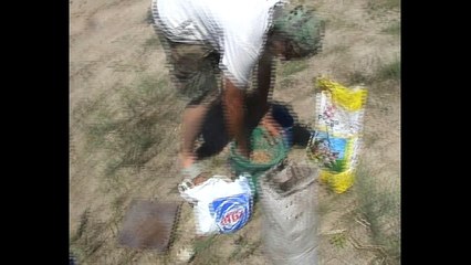 прикормка с зеленым горохом