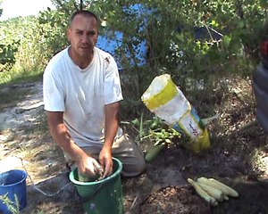 прикормка с молодой кукурузой