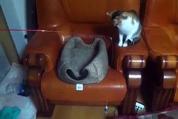 Cat is being trolled-Funny Videos