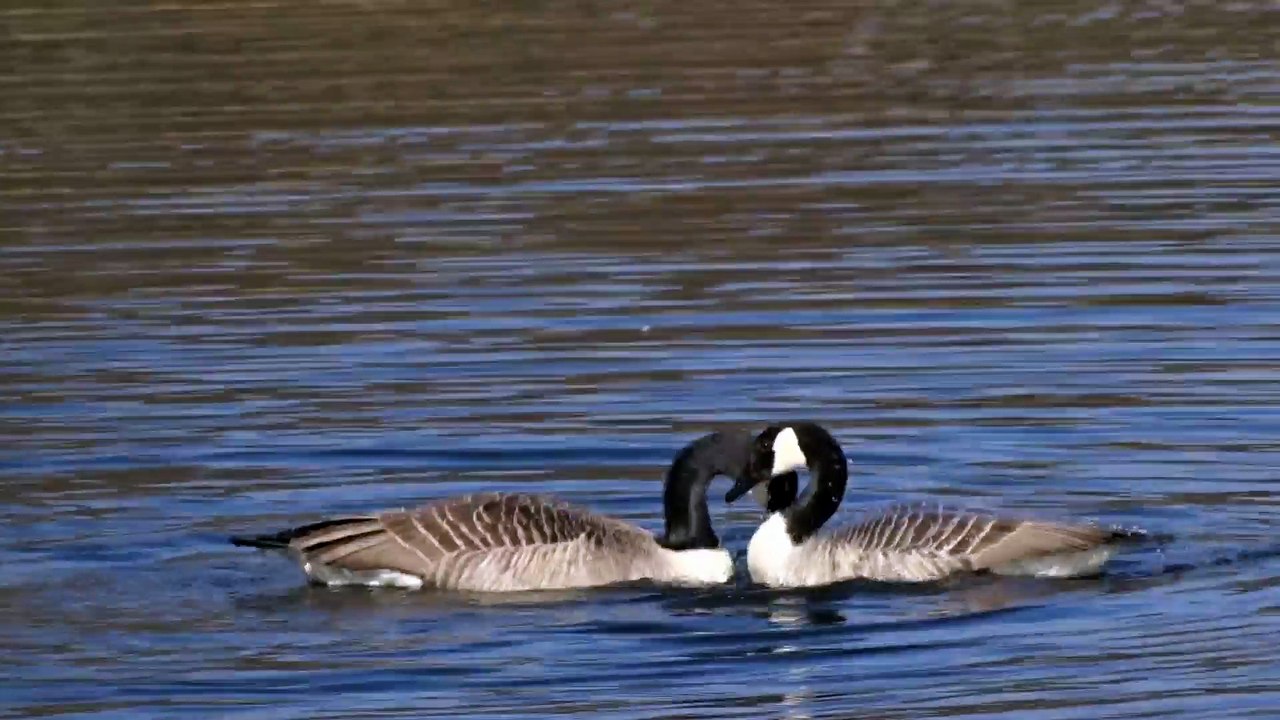 Kanadagänse im Hamburger Frühling