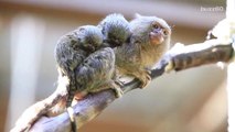 Cuteness alert: World's Smallest Monkey has the World's Smallest Babies