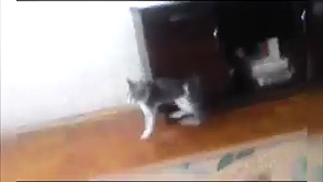 Cat is embarrassing himself