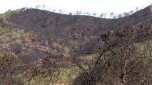 Marmaris'teki Orman Yangını