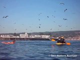 Une surfeuse surprise par des baleines