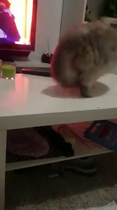 Cat shamelessly knocks glass off table after being told 'no'