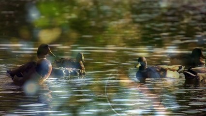 Vincent Boot - The Healing Garden (Remix)